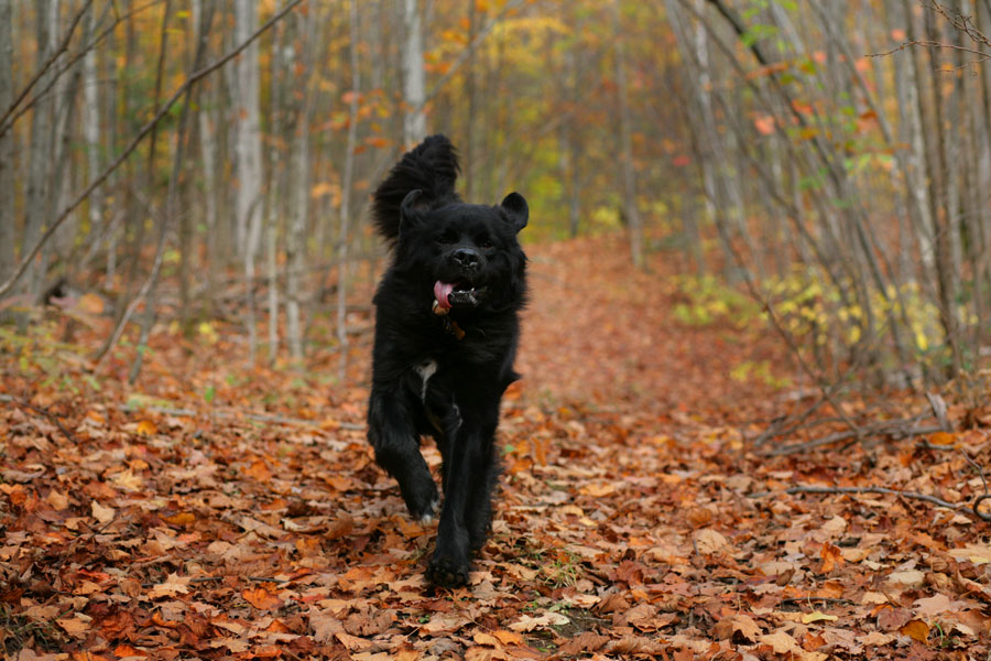 Autumn Joy