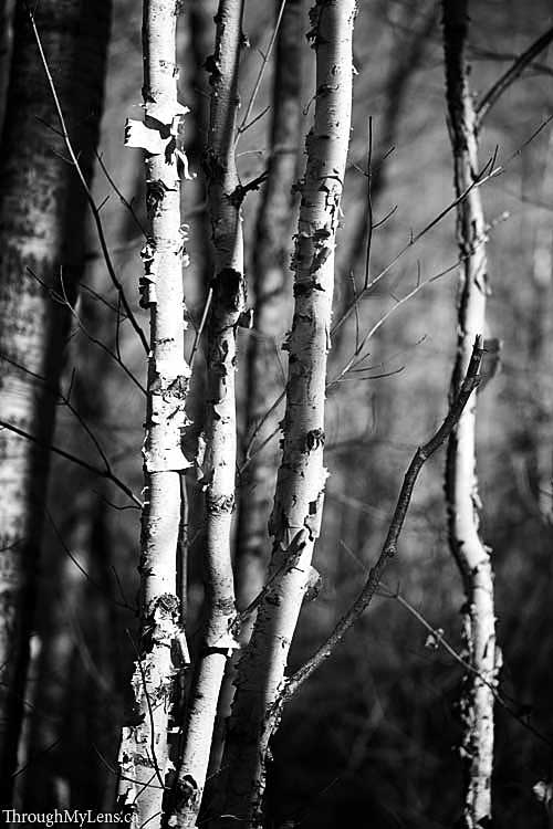 Paper Birch Trees