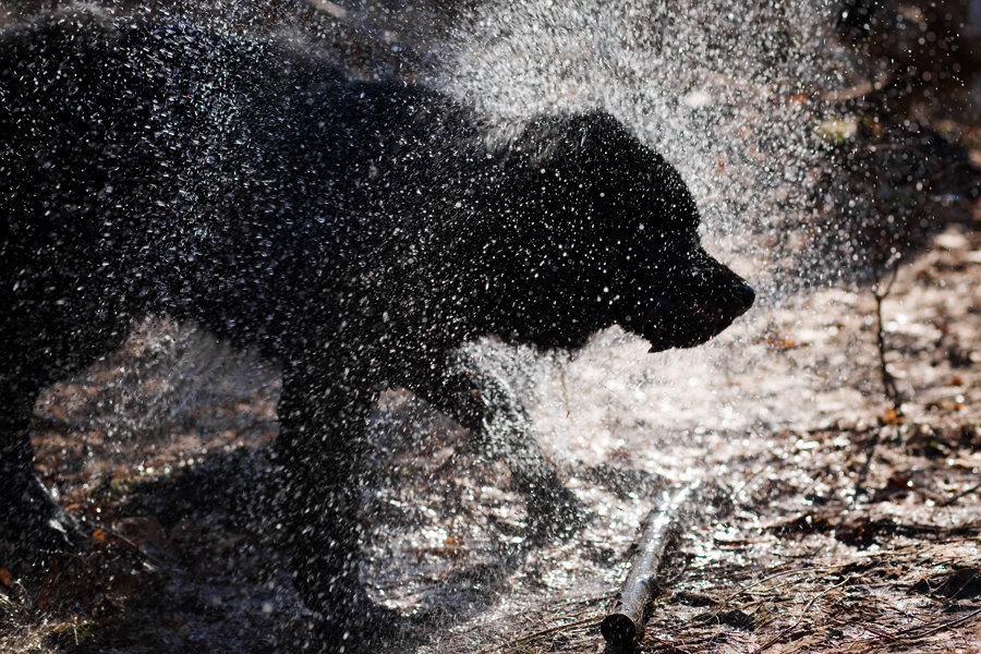 Silhouette of a Wet Dog....