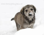 Snow Kissed by BlackDogBarnyard