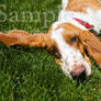 Basset Rescue 2