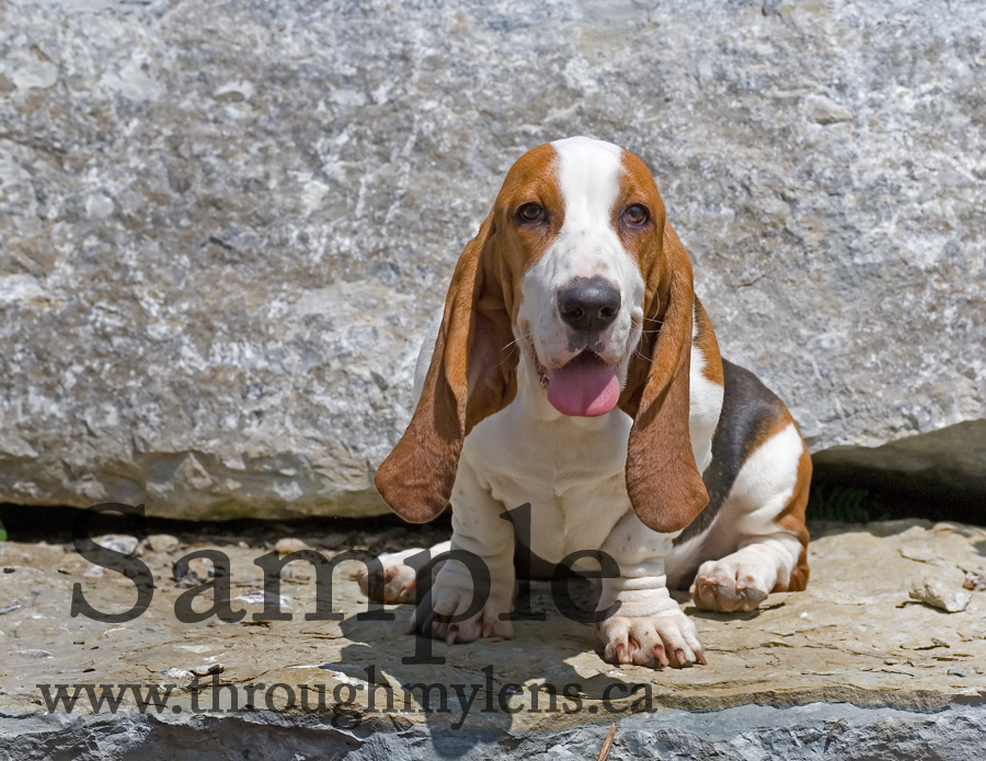 Basset Rescue 7