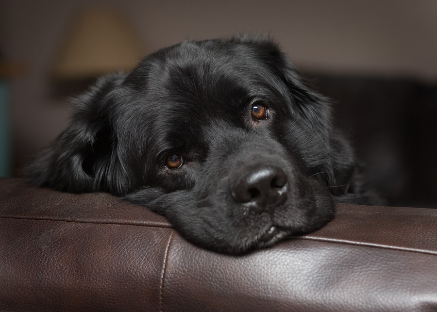 Begging Eyes