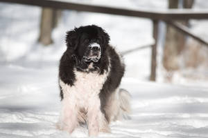 Landseer in the Snow