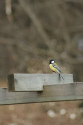 Polite Titmouse