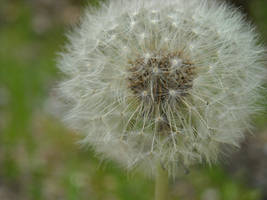 SEED POD