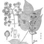 Aralia vietnamensis