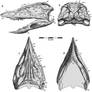 Stenomyti skull reconstruction