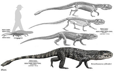 Revueltosaurus callenderi skeleton, muscle, and an