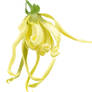 Ylang Ylang