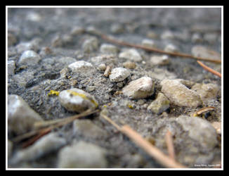 Feet on Stones