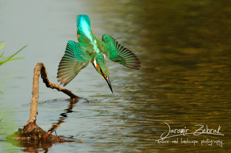 Kingfisher