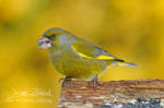 Carduelis chloris by jjbeggar