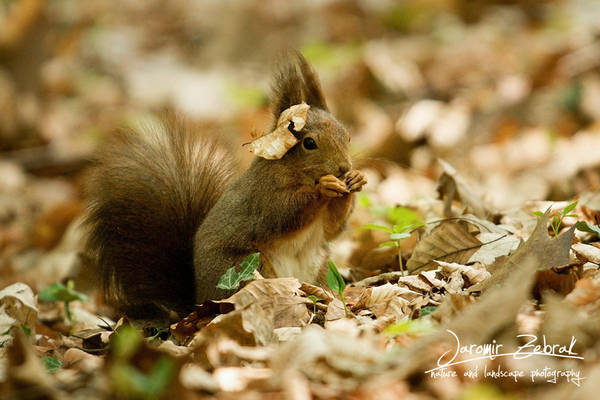 Sciurus vulgaris