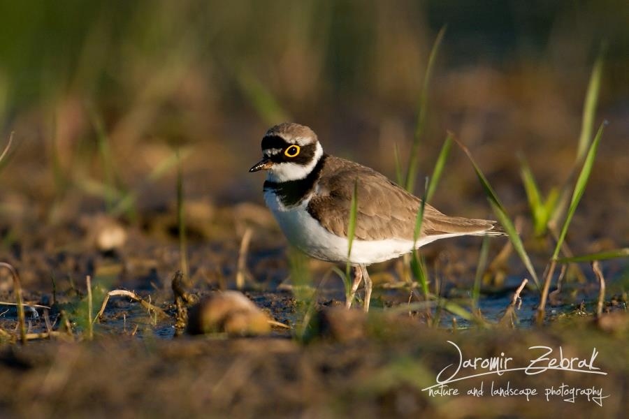 Little Ringed Plover (Charadrius dubius)