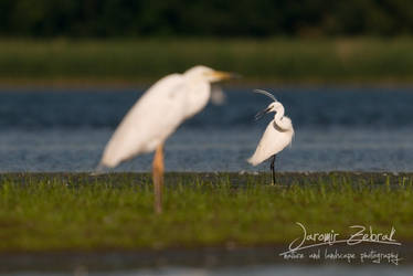 Little Egret (Egretta garzetta)