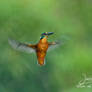 Kingfisher (Alcedo atthis)