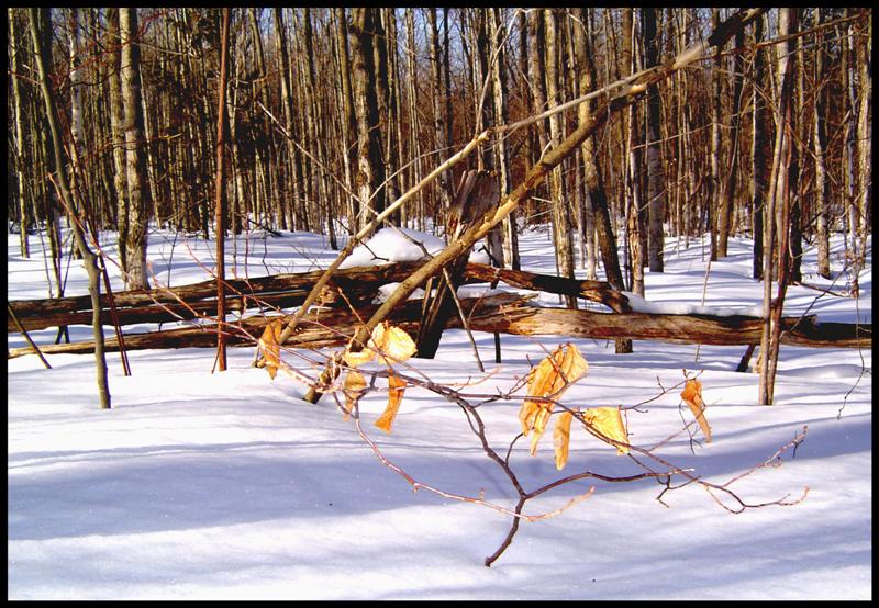 Winter View