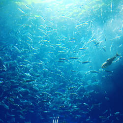 School of Fish