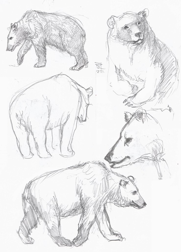 Bears