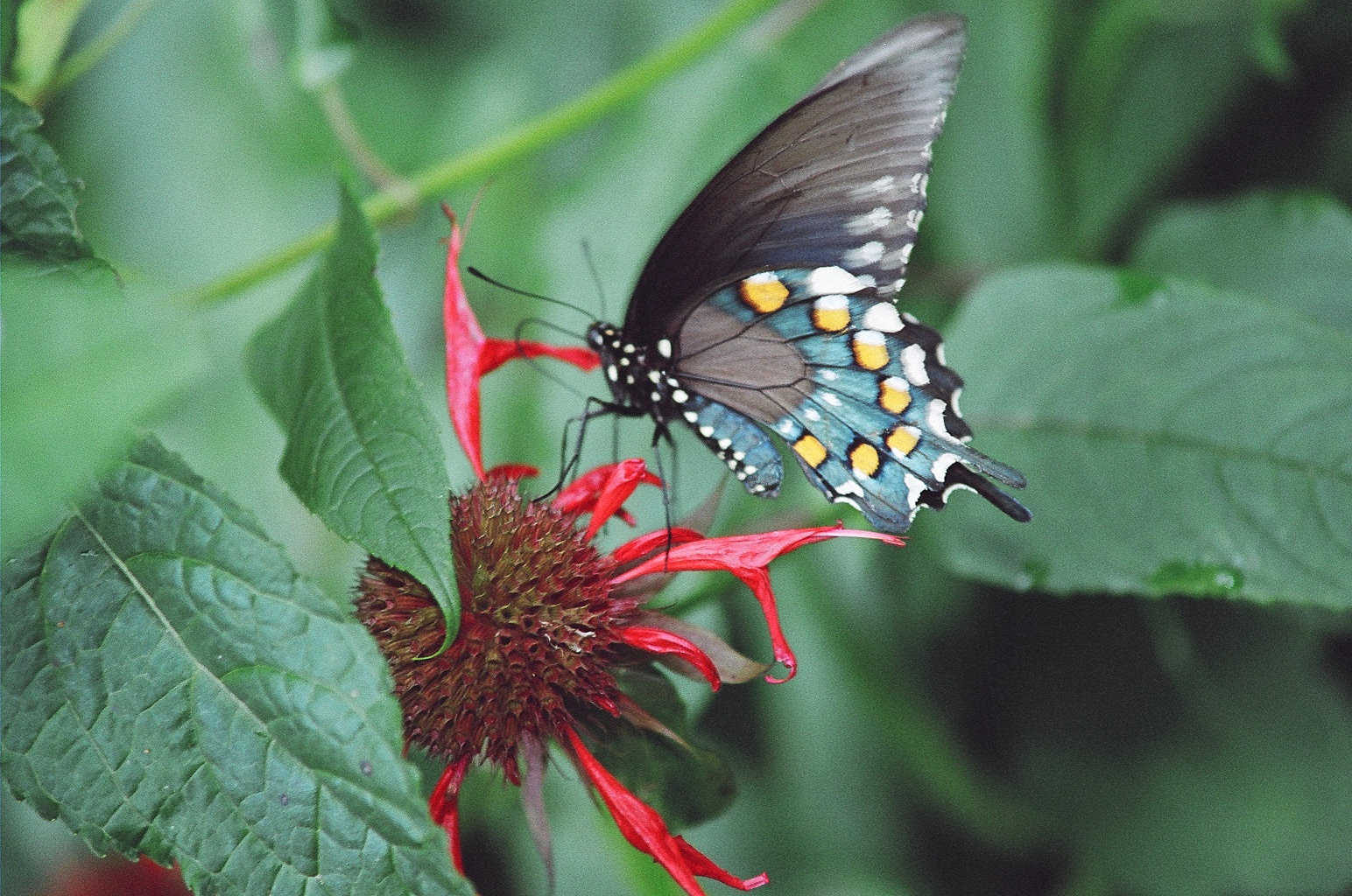 Craggy Garden Flutteryby