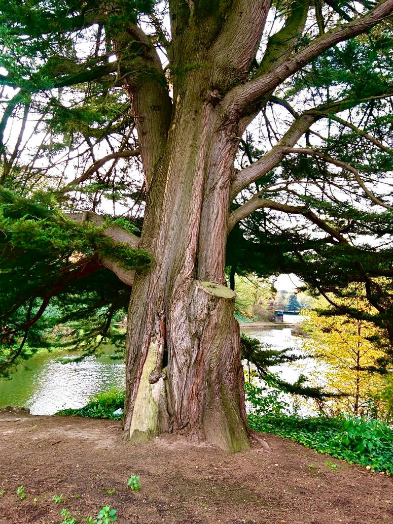 Big tree trunk by Killerdiller5 on DeviantArt