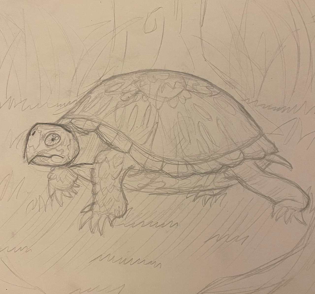 Box Turtle By JoshysConceptArt1323 On DeviantArt