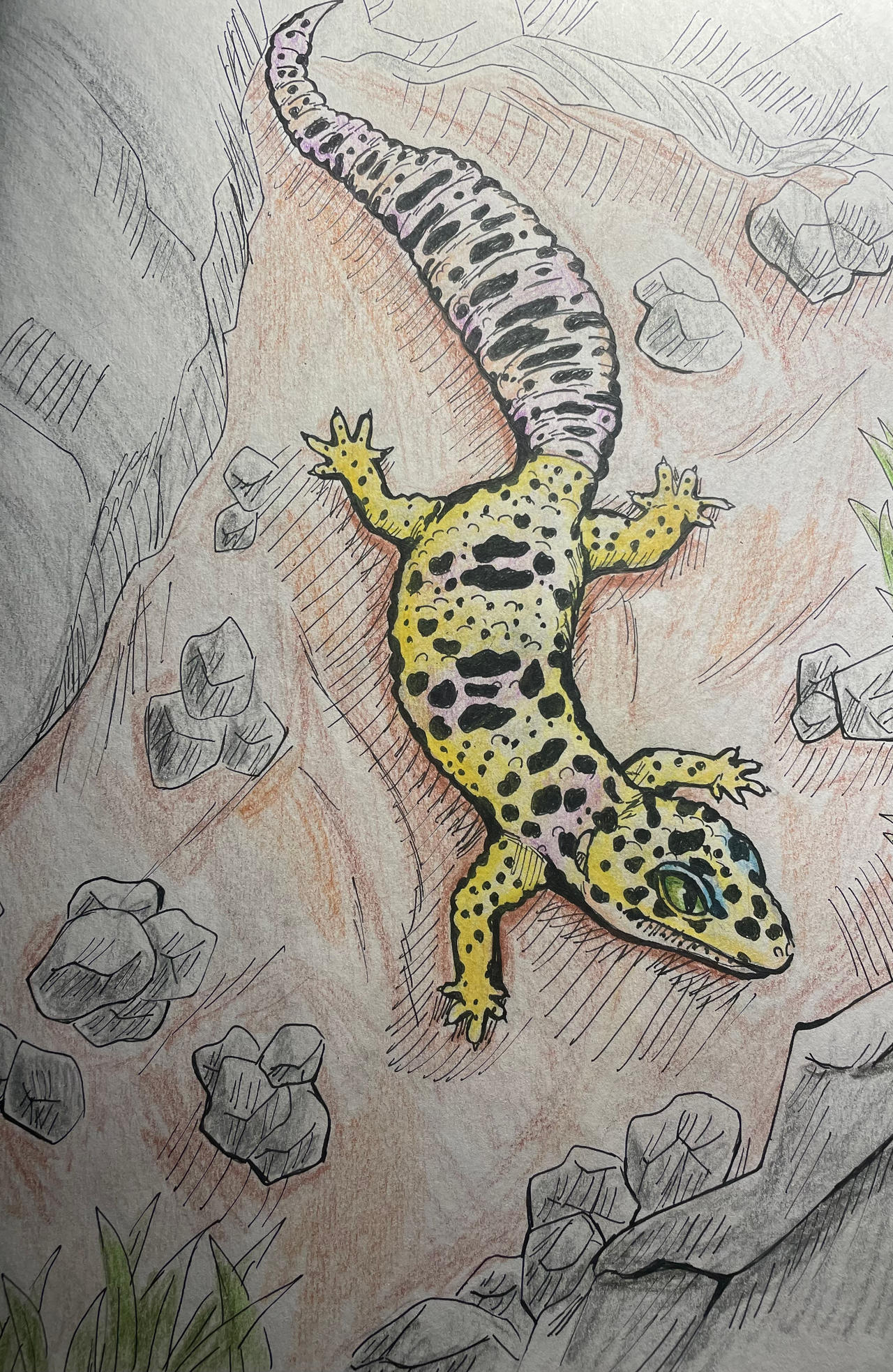 Gecko Deviantart Leopard gecko by JoshysConceptArt1323 on DeviantArt