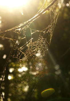 Cobweb