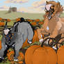 Pumpkin Patch