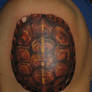 turtle shell