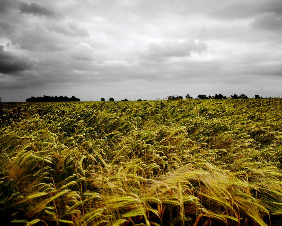 Fields of Barley wallpaper by rogerss1 on DeviantArt