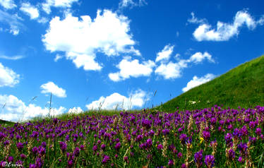 purple field