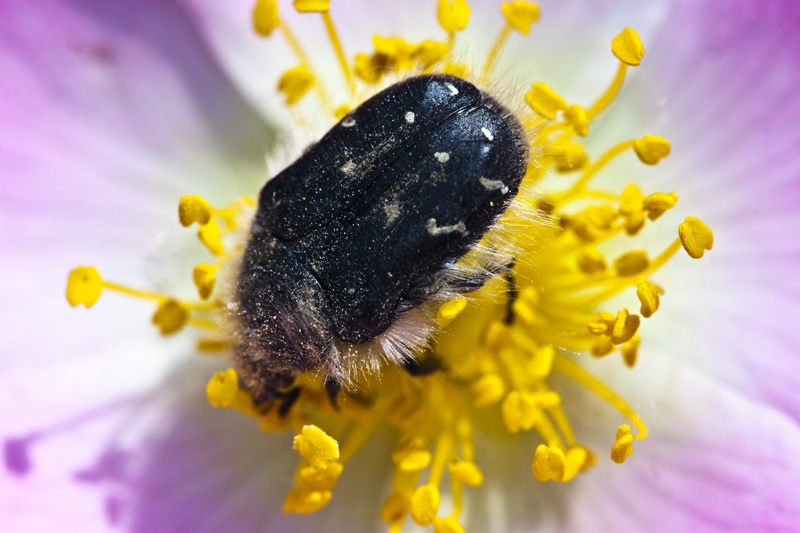 Bug in flower