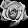 BW Rose