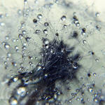 precious tears by Orwald