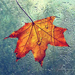 autumn leaf by Orwald