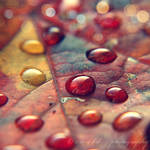 autumn leaf II by Orwald