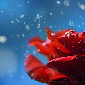 winter passion