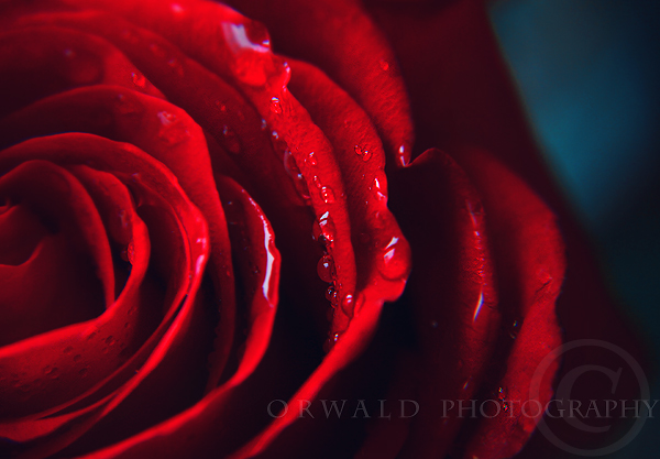 RED by Orwald RED by Orwald