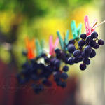 grapes by Orwald