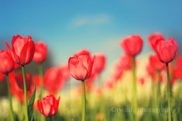 sunny days - II by Orwald sunny days - II by Orwald