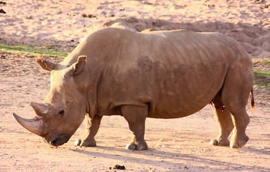 Northern White Rhino