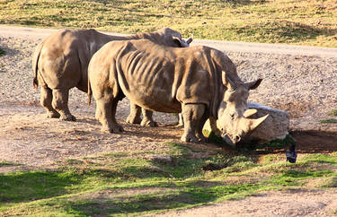 Famous Rhinos
