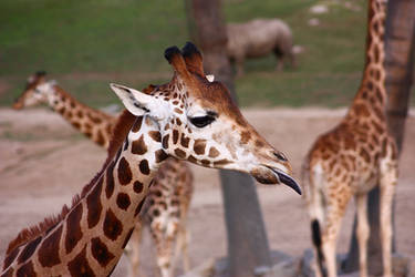 Giraffe profile