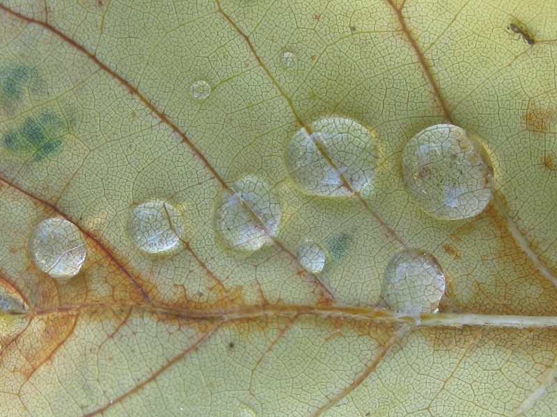 Water Droplets on Leaf VII