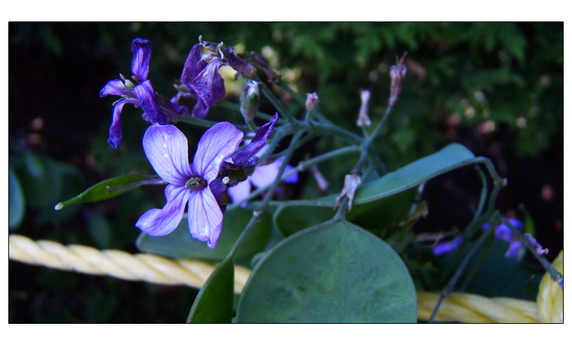 Purple flowers