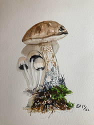 Watercolor Mushrooms