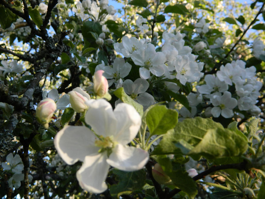 Apple Tree