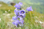 purple flower by nikoniarz